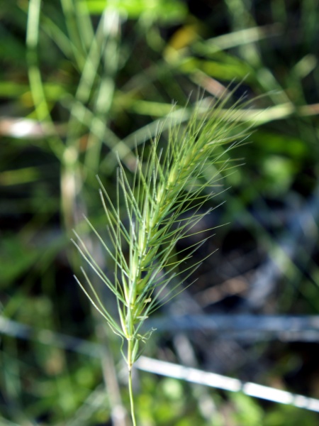 Image of Elymus villosus