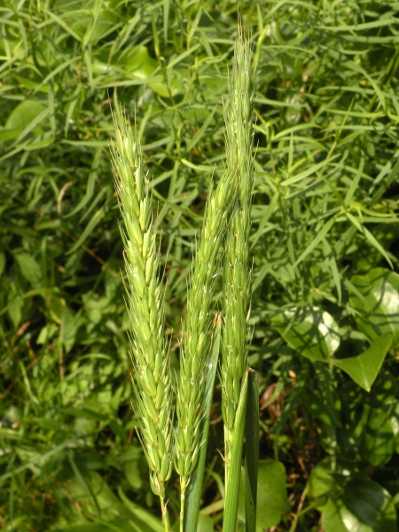Image of Elymus virginicus