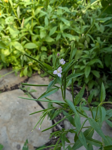 Image of Epilobium ciliatum