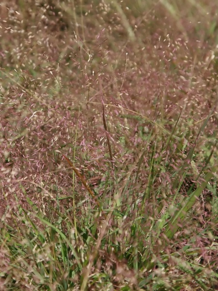 Image of Eragrostis spectabilis