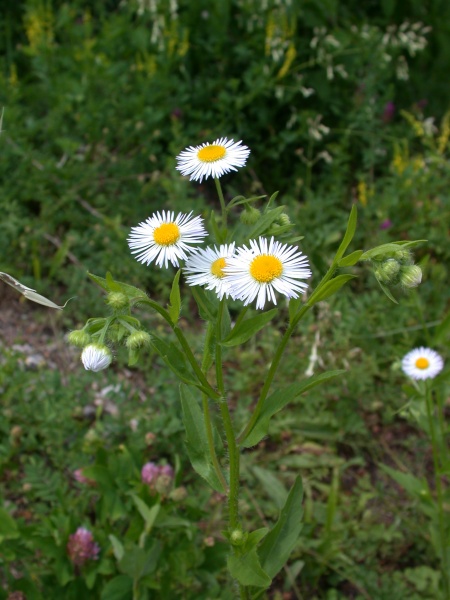 Image of Erigeron annuus