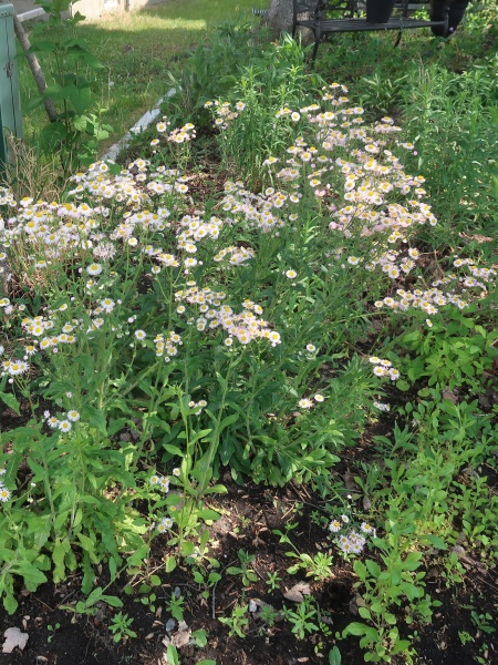 Image of Erigeron philadelphicus