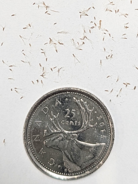 Image of Erigeron philadelphicus