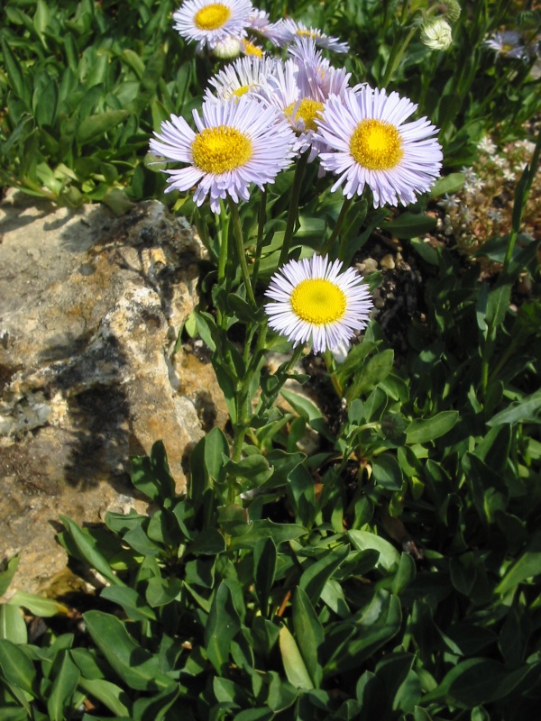 Image of Erigeron pulchellus