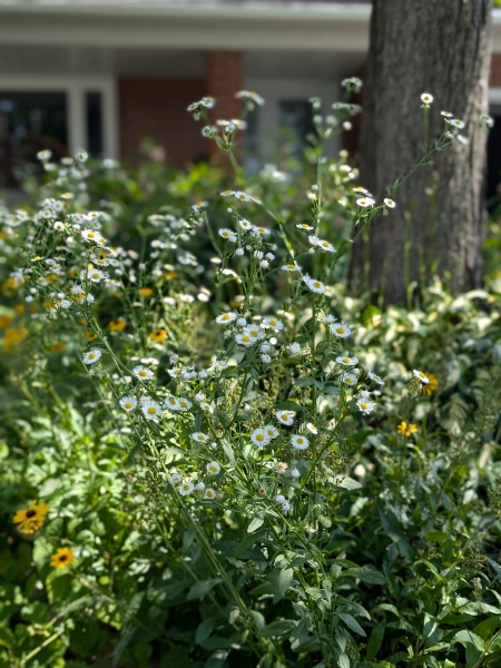 Image of Erigeron strigosus