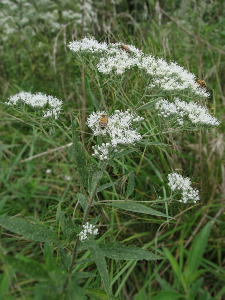 Image of Eupatorium altissimum
