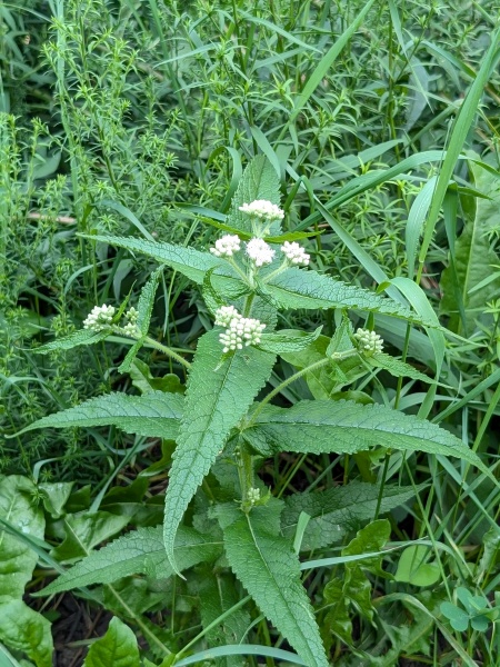 Image of Eupatorium perfoliatum