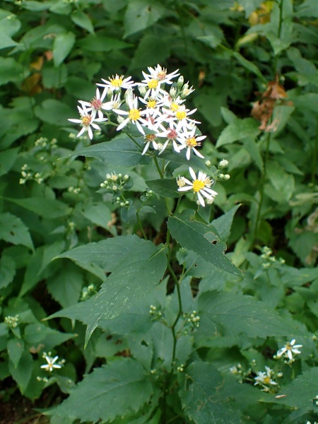 Image of Eurybia divaricata