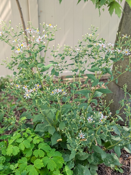 Image of Eurybia macrophylla