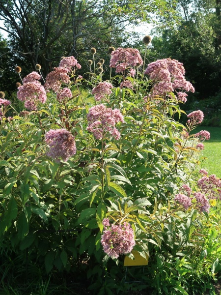 Image of Eutrochium maculatum