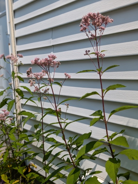 Image of Eutrochium purpureum