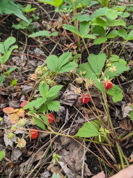 Image of Fragaria virginiana