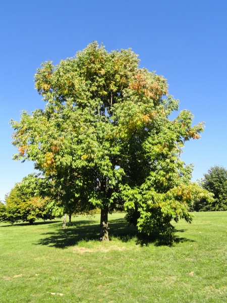 Image of Fraxinus americana