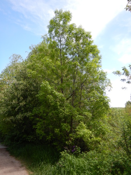 Image of Fraxinus pennsylvanica