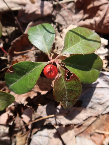 Image of Gaultheria procumbens