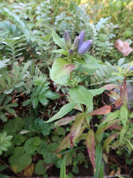 Image of Gentiana andrewsii