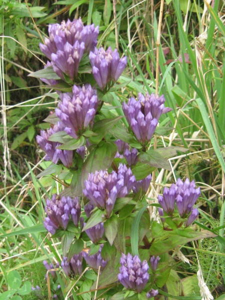 Image of Gentianella quinquefolia subsp. quinquefolia