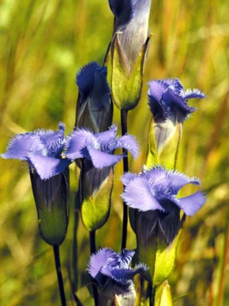 Image of Gentianopsis crinita