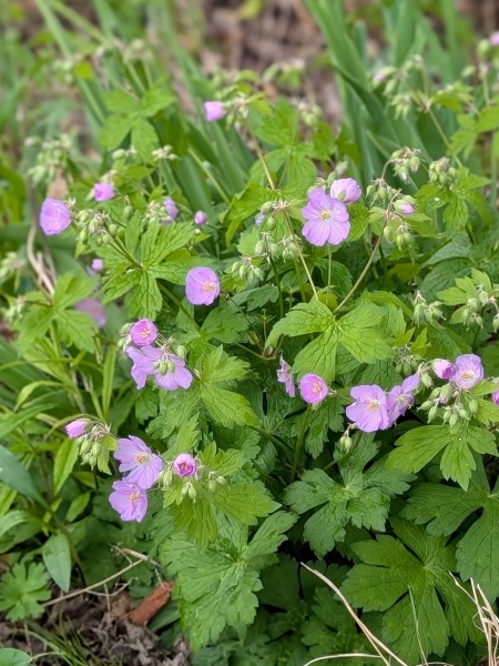 Image of Geranium maculatum