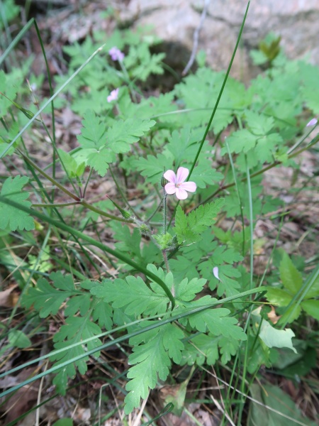 Image of Geranium robertianum