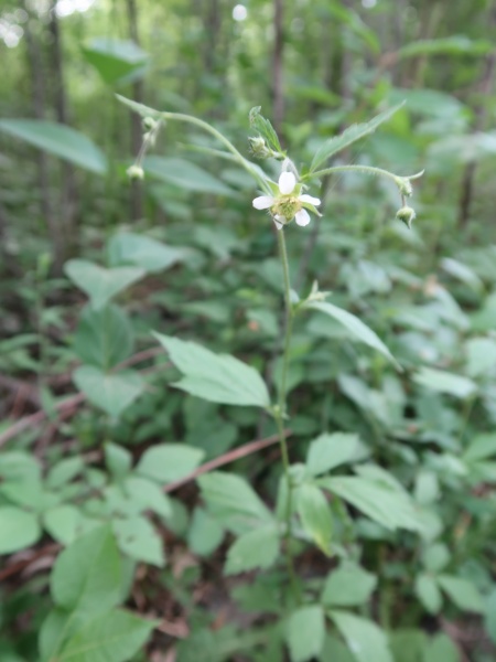 Image of Geum canadense