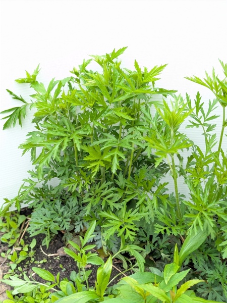 Image of Geum laciniatum