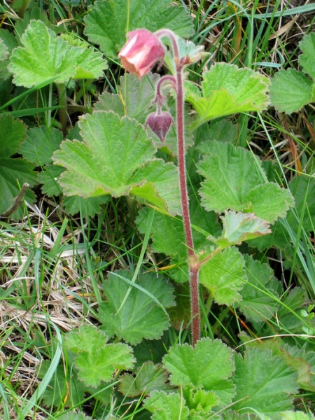 Image of Geum rivale