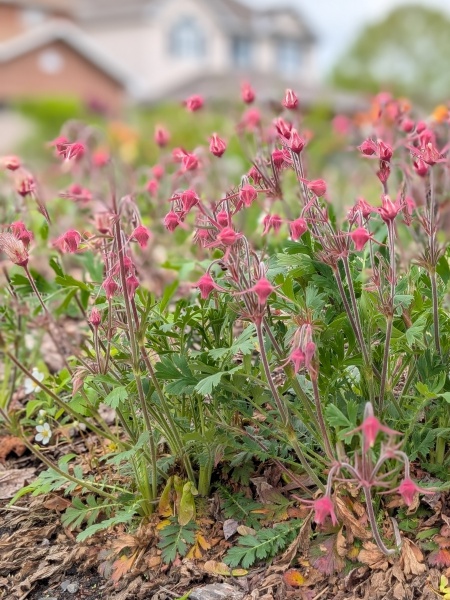 Image of Geum triflorum