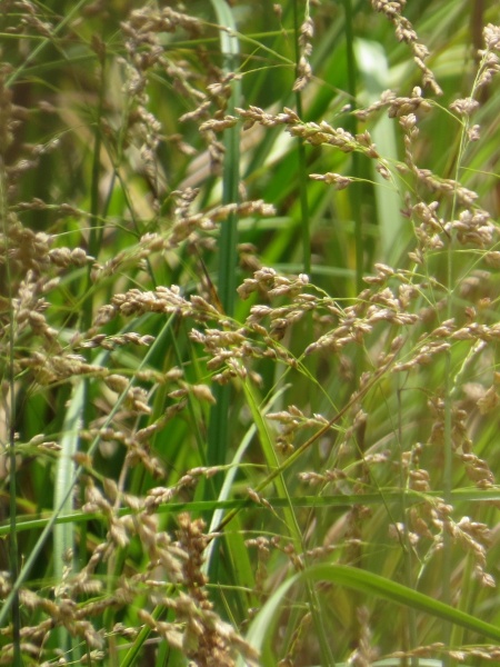 Image of Glyceria canadensis