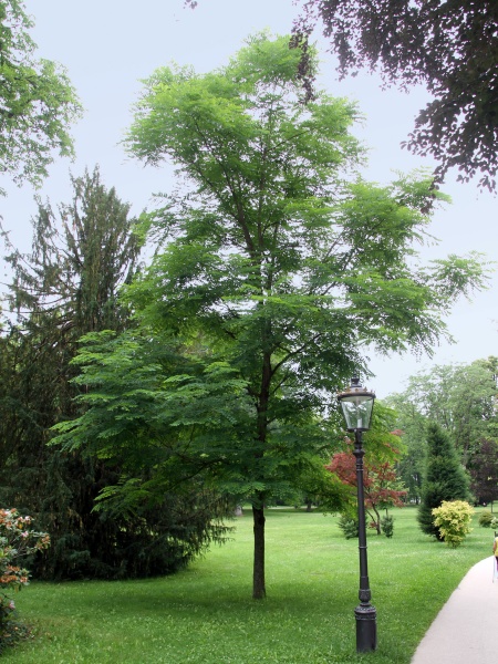 Image of Gymnocladus dioicus