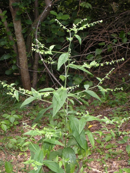 Image of Hackelia virginiana