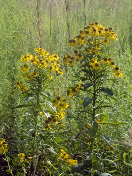 Image of Helenium autumnale