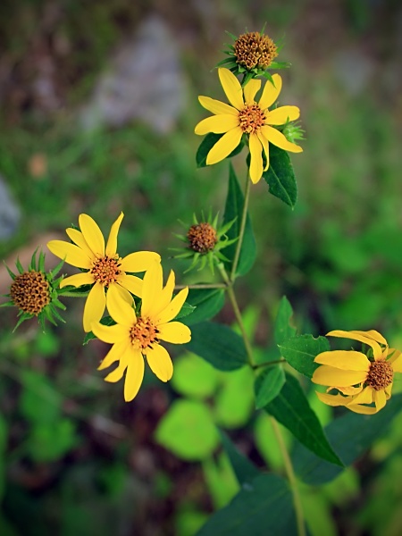 Image of Helianthus divaricatus