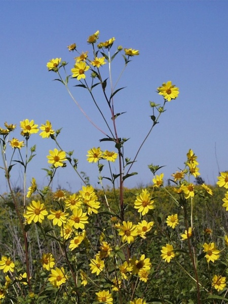 Image of Helianthus giganteus