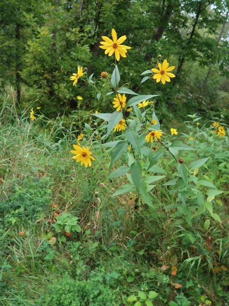 Image of Helianthus tuberosus