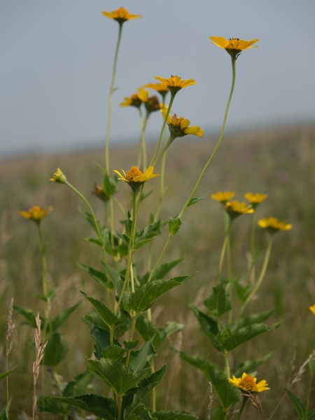Image of Heliopsis helianthoides