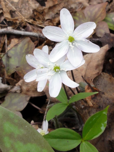 Image of Hepatica acutiloba