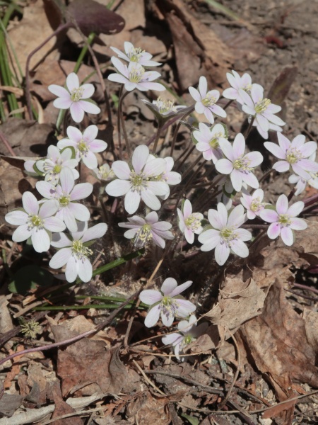 Image of Hepatica americana