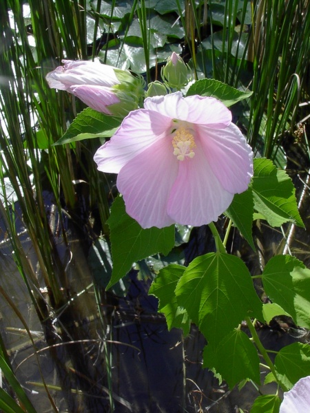 Image of Hibiscus moscheutos