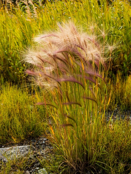 Image of Hordeum jubatum