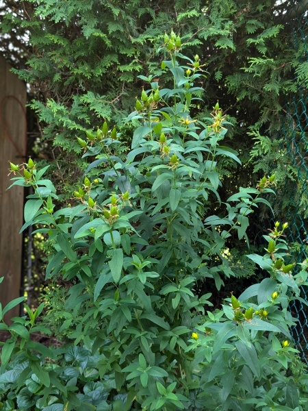 Image of Hypericum ascyron subsp. pyramidatum