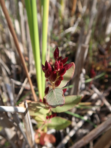 Image of Hypericum fraseri