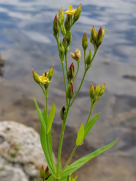 Image of Hypericum majus