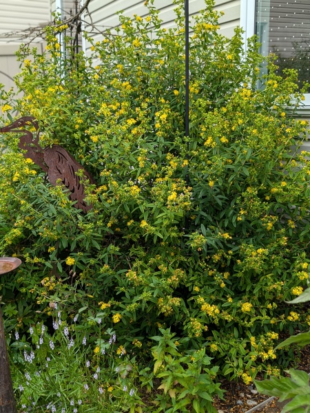 Image of Hypericum prolificum