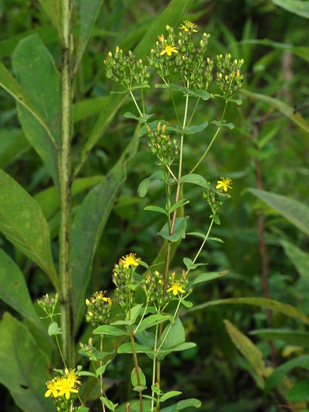Image of Hypericum punctatum