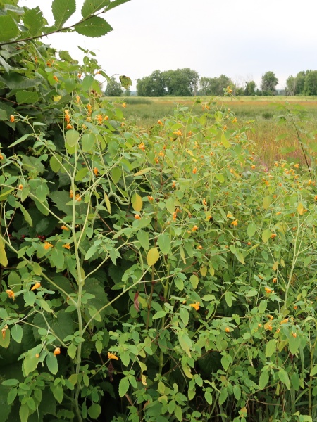 Image of Impatiens capensis
