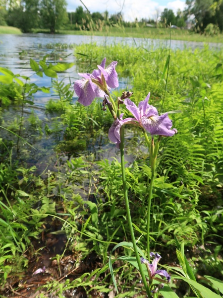 Image of Iris versicolor