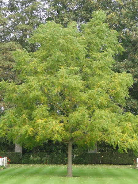 Image of Juglans nigra
