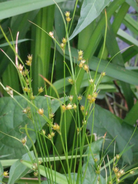 Image of Juncus tenuis