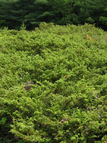 Image of Juniperus communis var. depressa